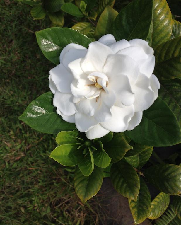 Heavenly Hana Paradise Phòng bức ảnh