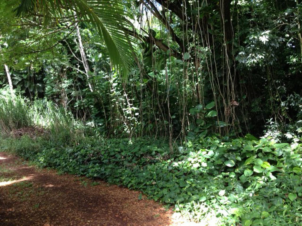 Heavenly Hana Paradise Phòng bức ảnh